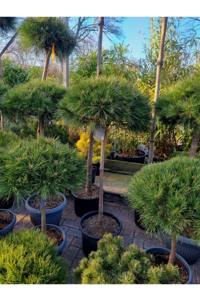 Pinus Brepo on shtambe